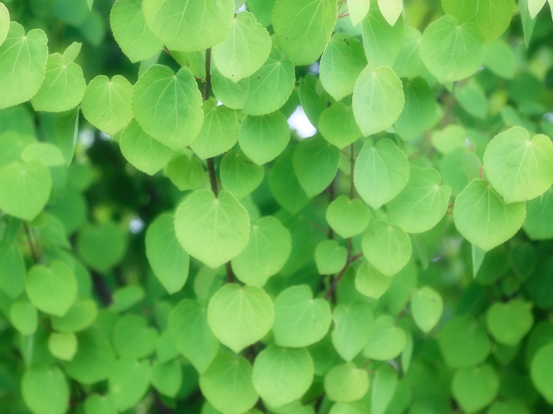 Michi-no-Eki Teien-no-sato Honai-三条市必去景点