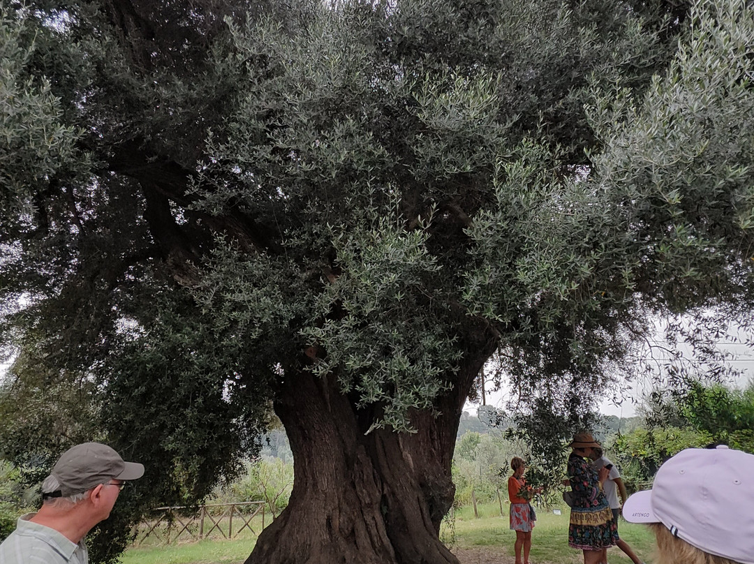 Rome Olive Tour & Cooking Class Combination Day Trip景点图片
