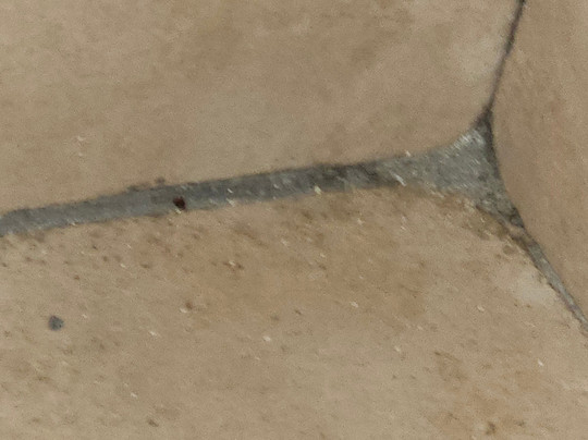 Best Western Plus Lake Worth Inn & Suites主图