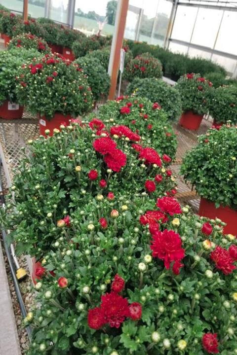 Gatewood Vegetable Farm & Greenhouses, Inc.景点图片