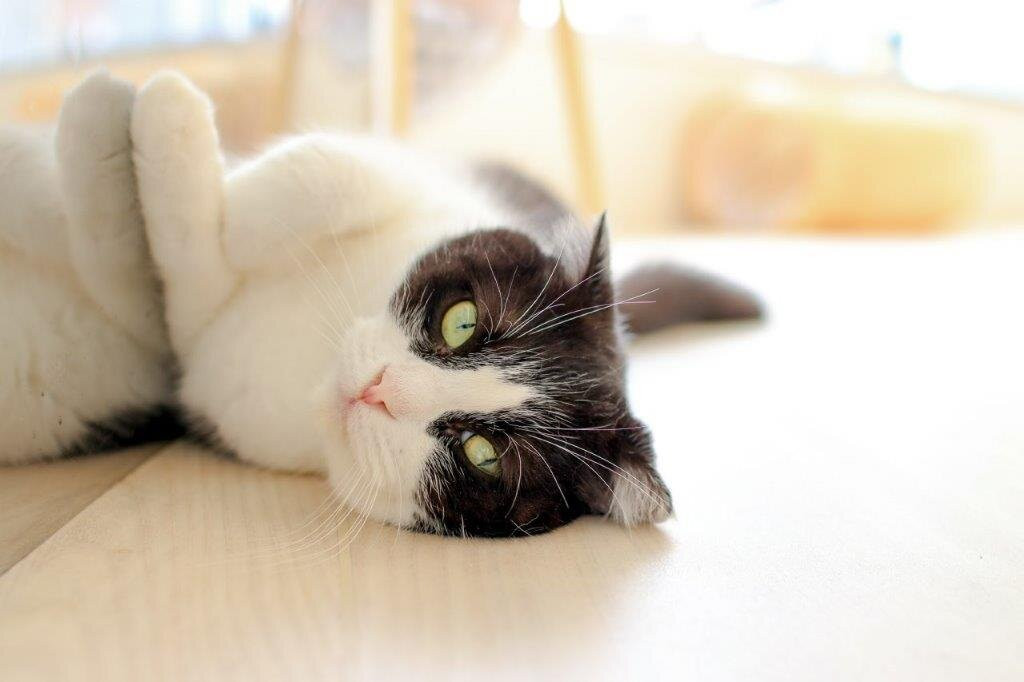 Cat Café Moff Iias Okinawa Toyosaki景点图片