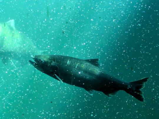 Ballard Kayak & Paddleboard-西雅图必去景点