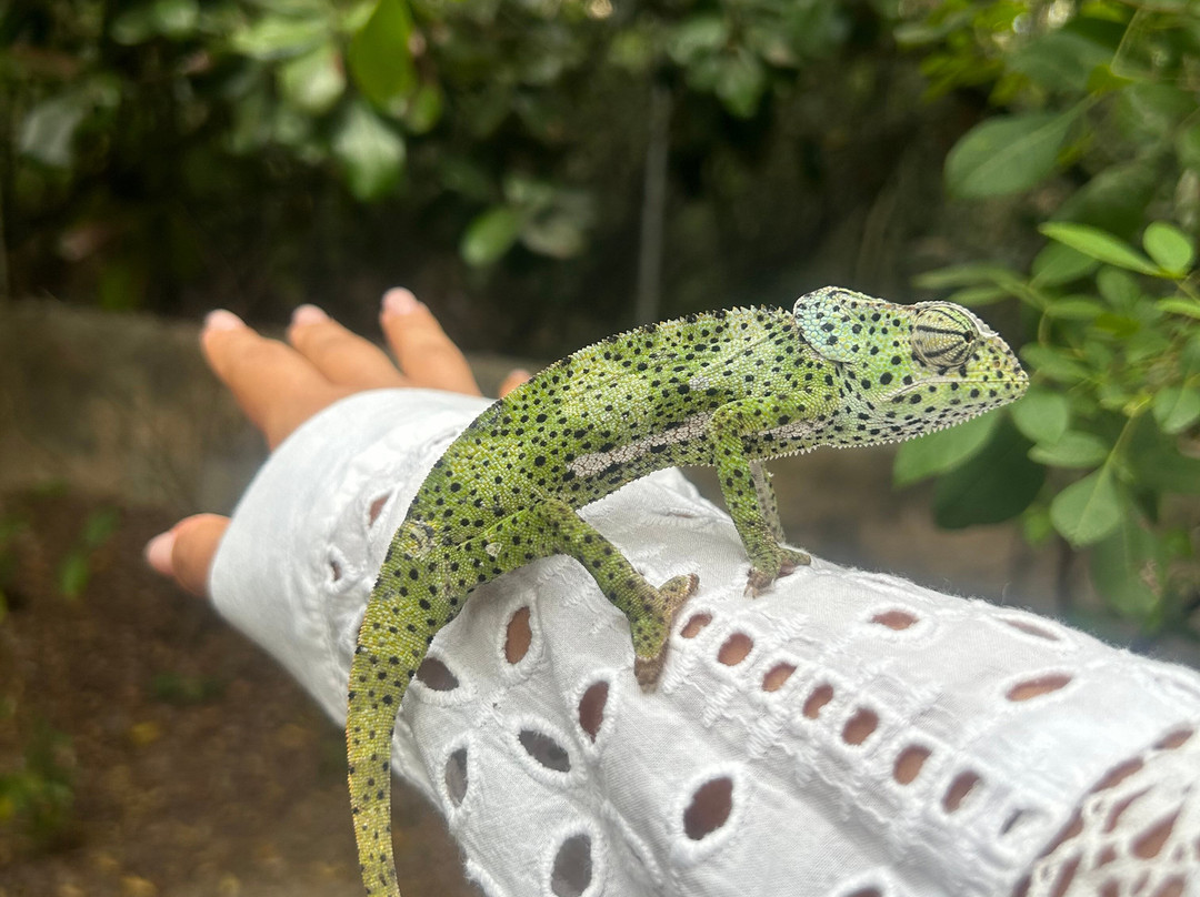 Zanzibar Kilosas Conservation-孥归必去景点