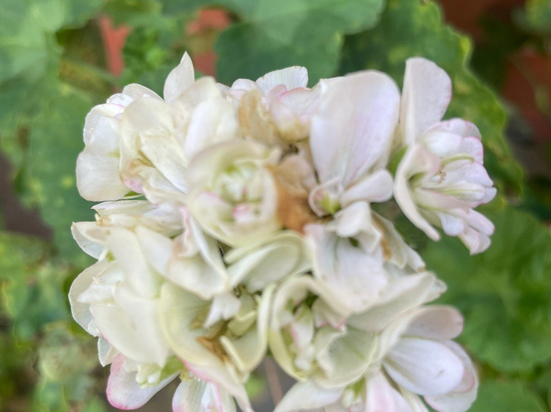 Holy Trinity Anglican Church-Yarram必去景点