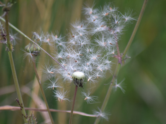 Galway's Living Bog-Mountbellew必去景点