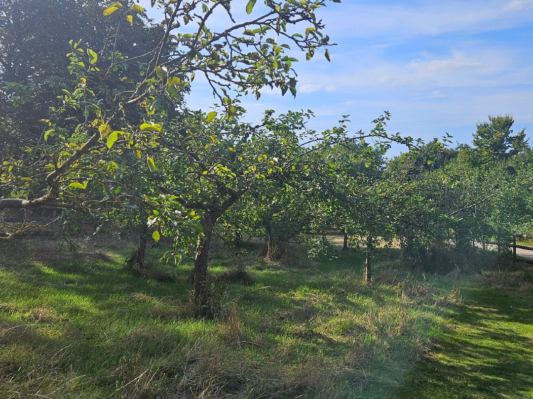 Darenth Country Park景点图片