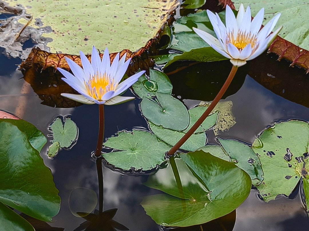 Fruit & Spice Park-霍姆斯特德必去景点