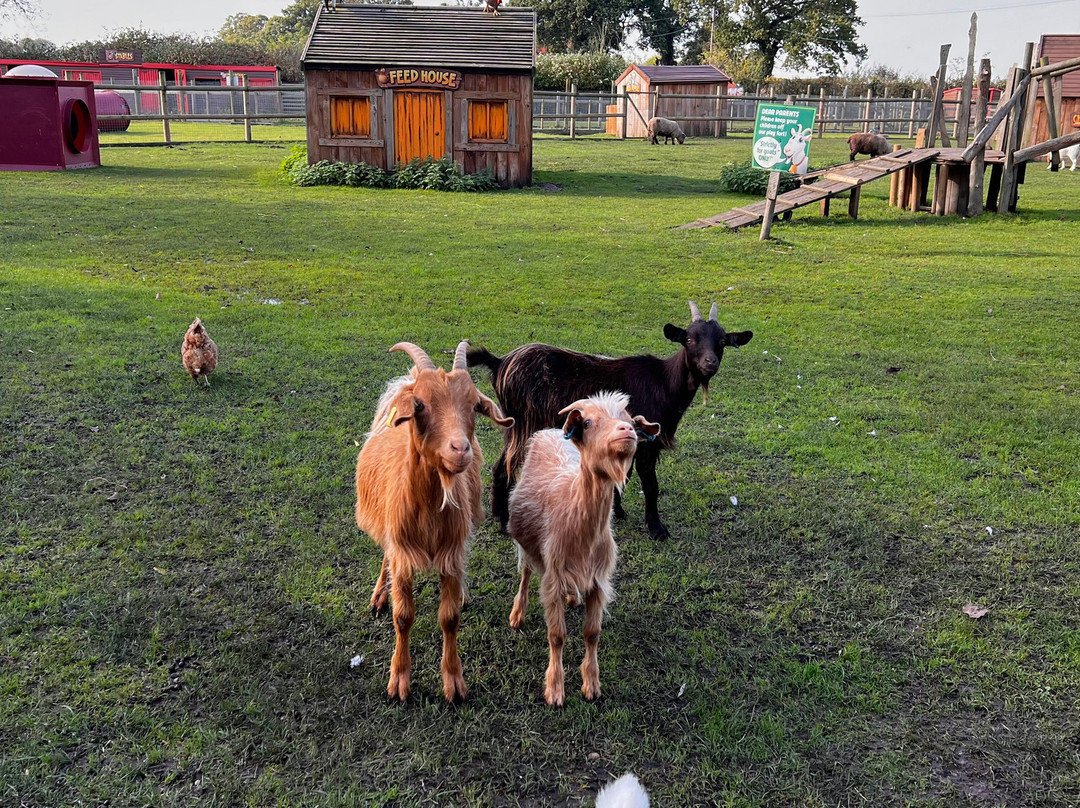 Pettitts Animal Adventure Park景点图片