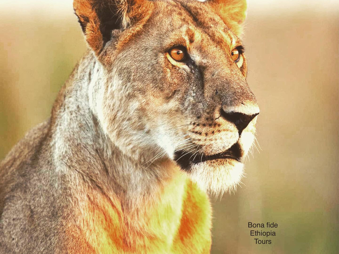 Bona Fide Ethiopia Tours-巴哈尔达尔必去景点