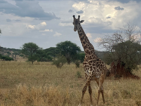 Talii Nasi Safaris Ltd-阿鲁沙必去景点