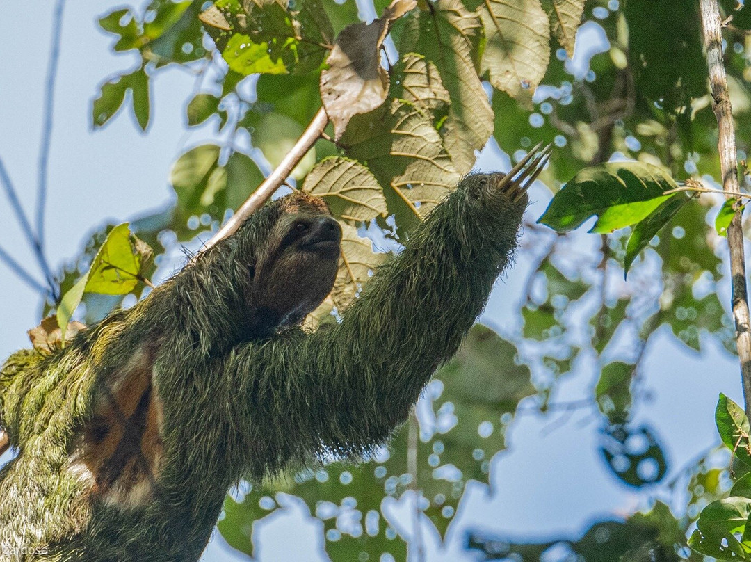 Manuel Antonio Park Wildlife Tour-哥斯达黎加安东尼奥国家公园必去景点