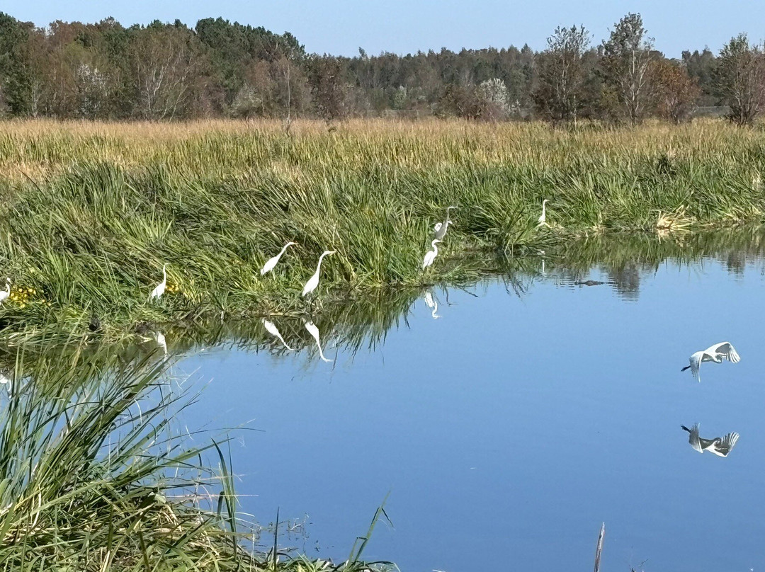 Phinizy Swamp Nature Park-奥古斯塔必去景点