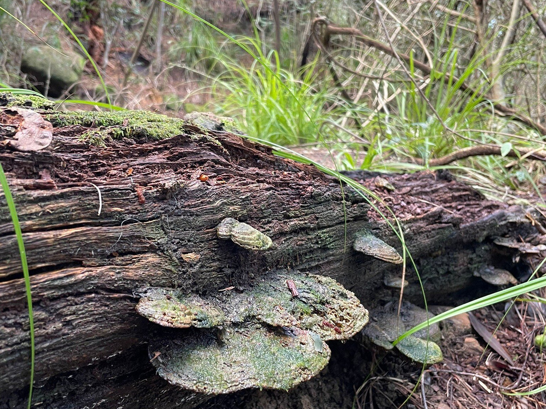 Newlands Forest景点图片