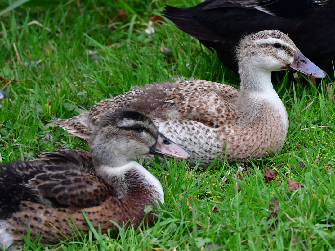 Tralee Bay Wetlands Eco and Activity Park-特拉利必去景点