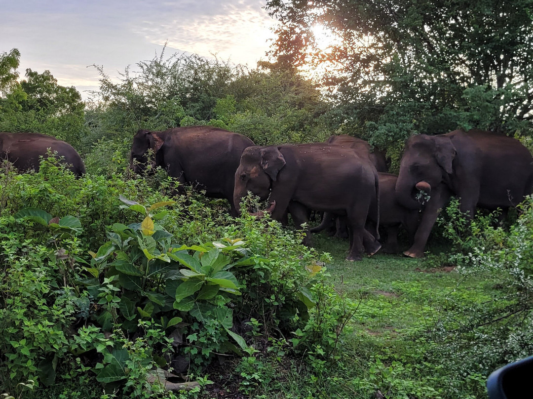 ECO TAXI Ella-埃勒必去景点