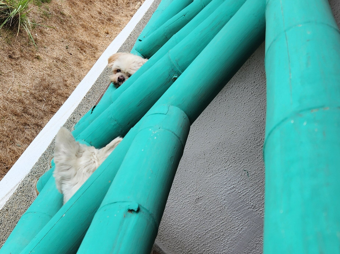 Nativa Bambu Ecolodge主图