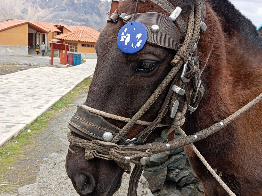 Nevado Pastoruri-瓦拉斯必去景点