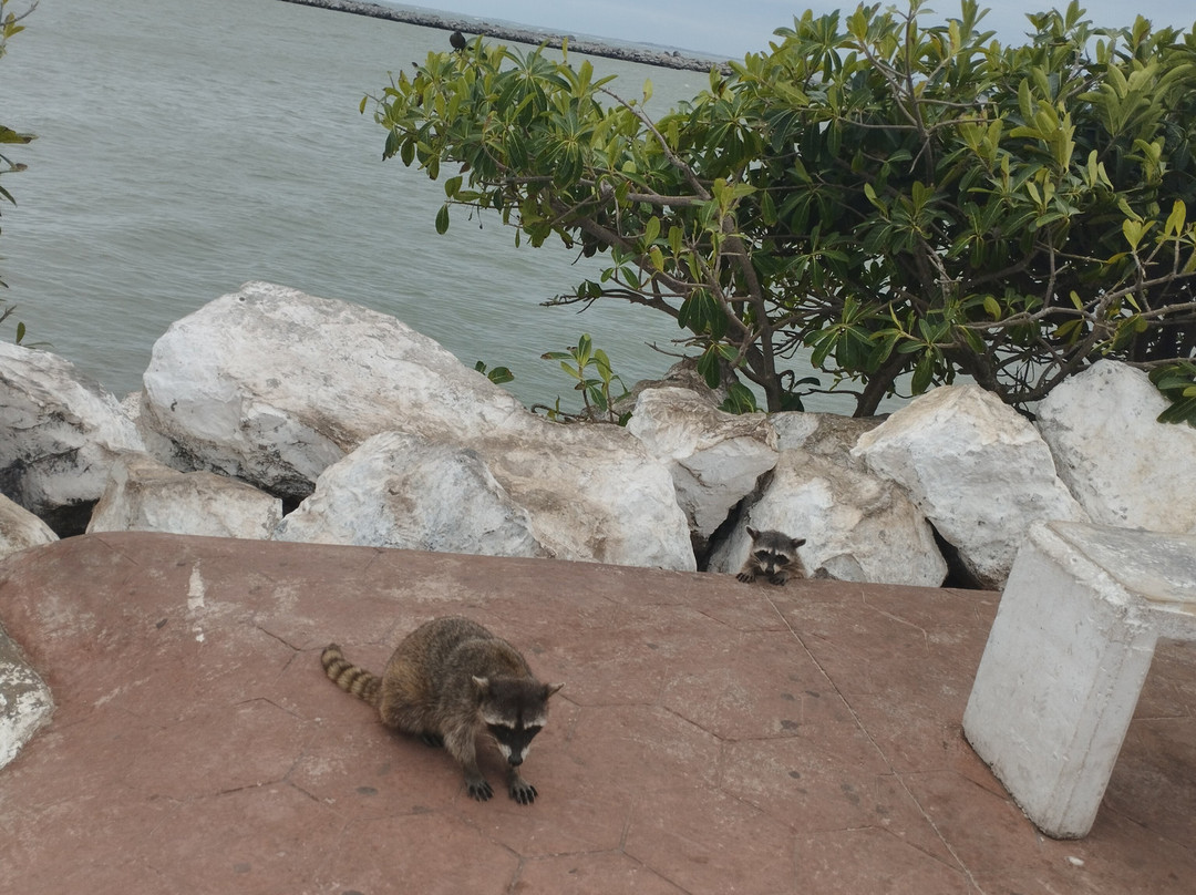 Las Escolleras-坦皮科必去景点