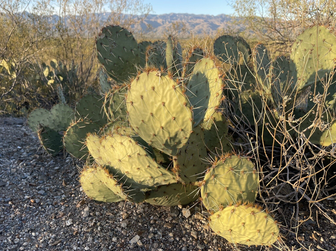 Cactus Forest Drive-图森必去景点