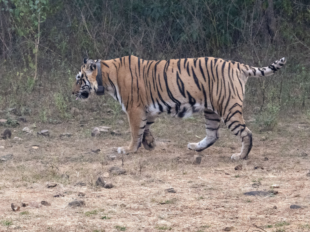 Sariska National Park景点图片