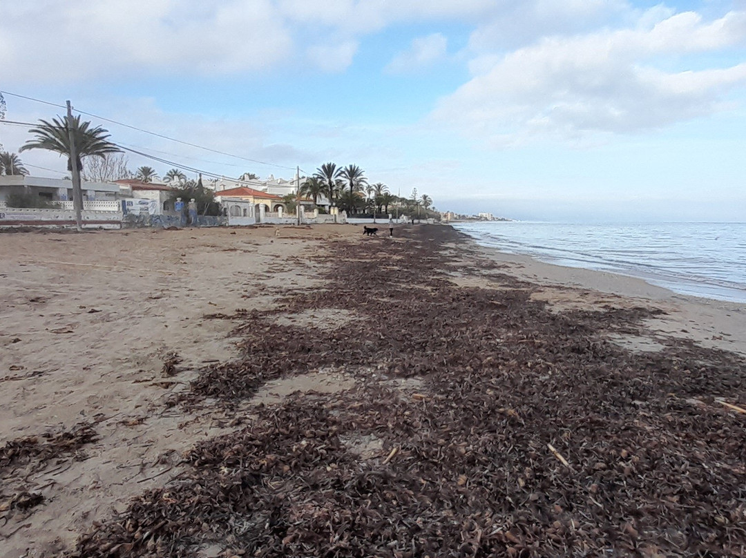 Platja De Les Marinas景点图片