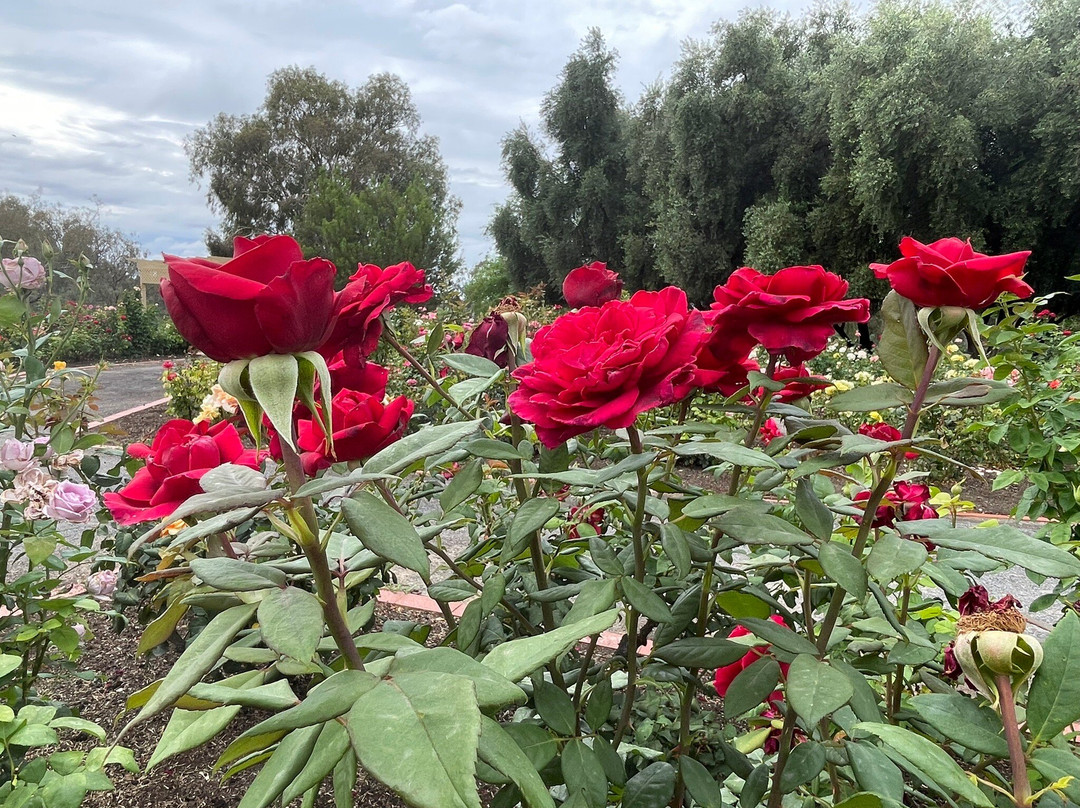 Mildura City Gate Motel主图