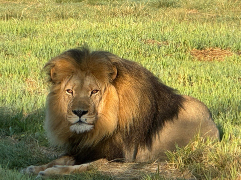 Safari Royale-安汪嘎石必去景点