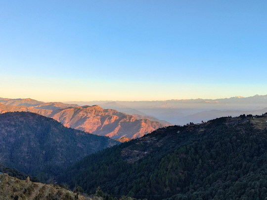 The Royals Apricot Garden