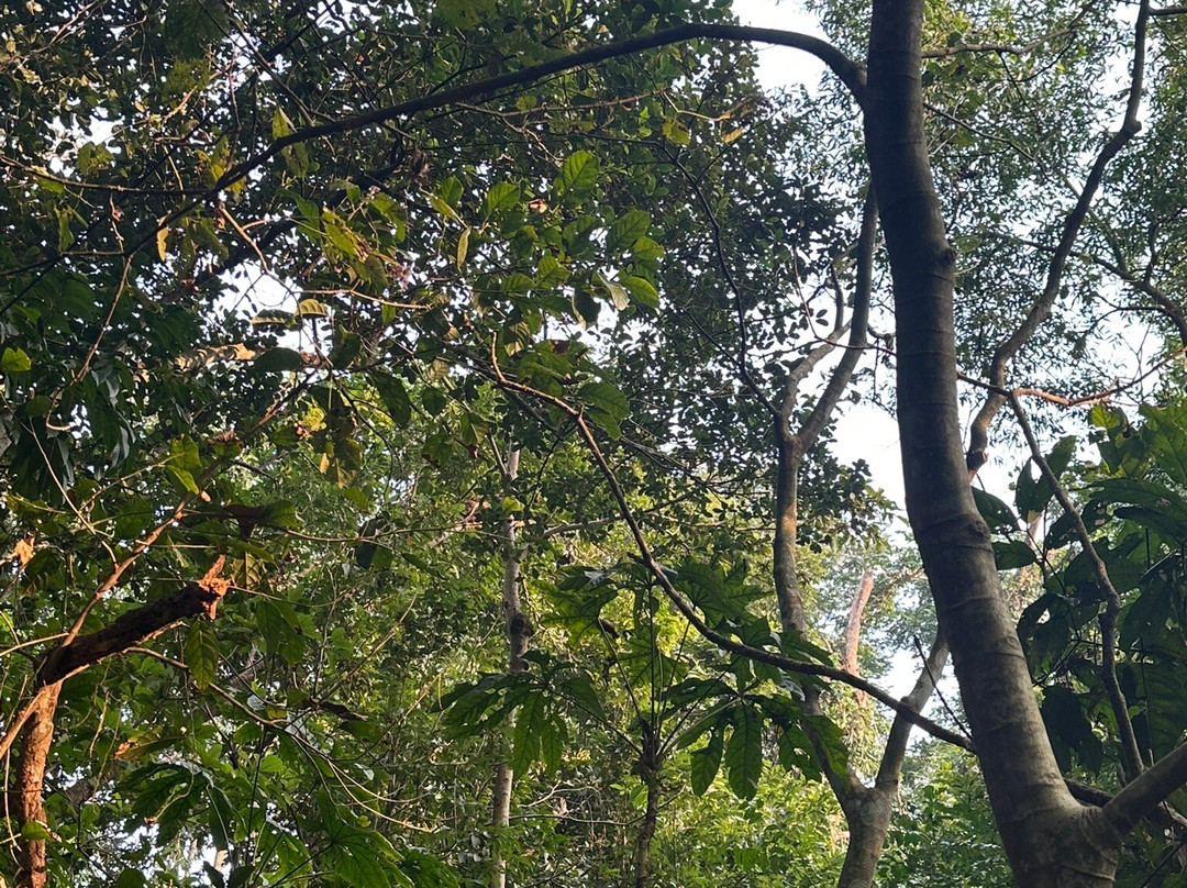 Lawachara National Park景点图片