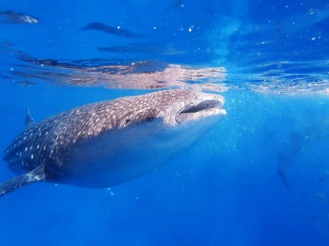 Abou Babu Whale Shark景点图片
