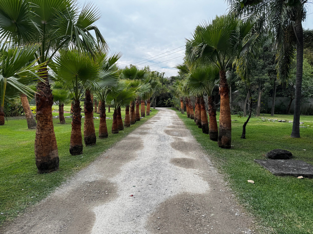 Huayacán Cuernavaca Curamoria Collection主图