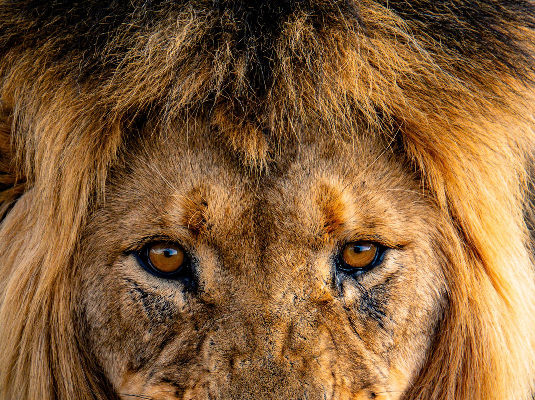 Felidae Centre-金伯利必去景点