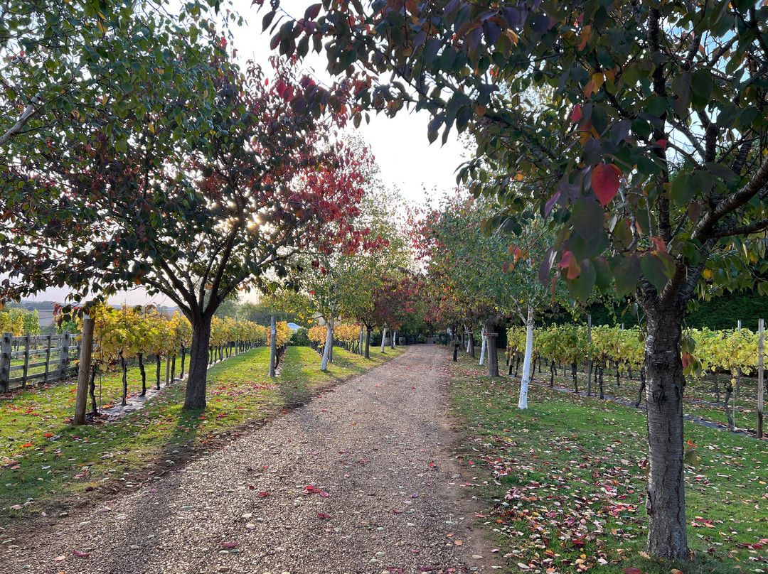 New Lodge Vineyard景点图片