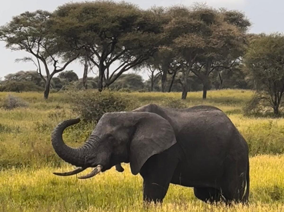 Samora Explorers-阿鲁沙必去景点