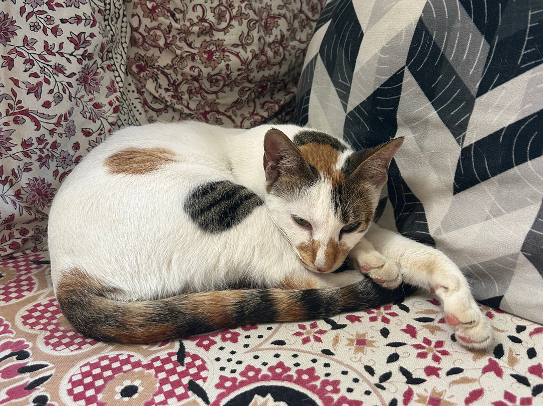 Rosy's Guesthouse主图