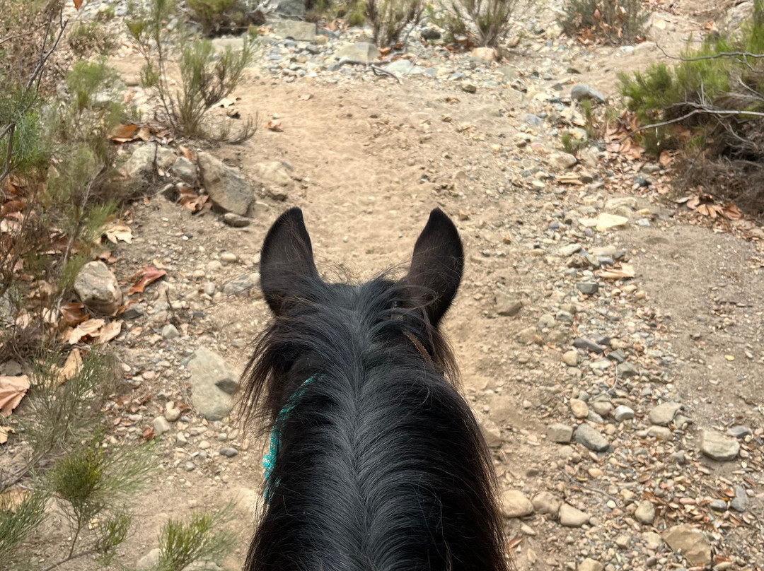 All the Pretty Horses of Baja - Rescue and Rides景点图片