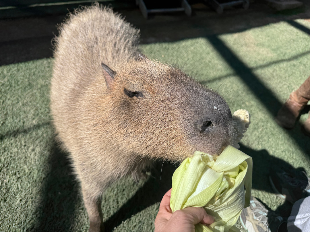 Zoo to You (Conservation Ambassadors)-帕索罗布尔斯必去景点