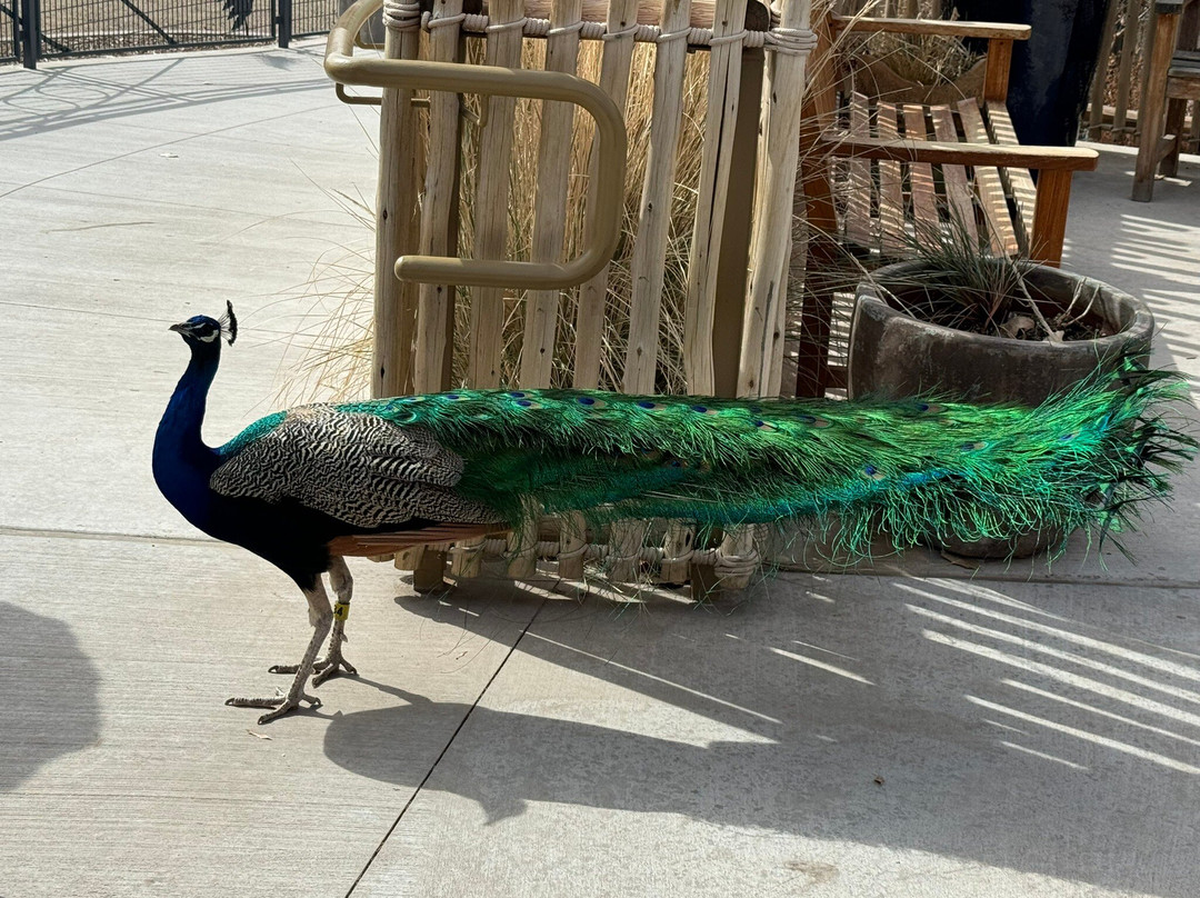 ABQ BioPark Zoo-阿尔伯克基必去景点