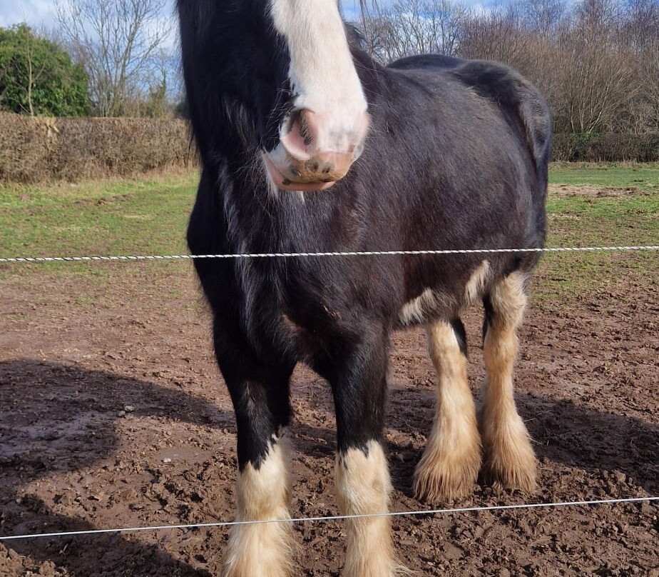 Cotebrook Shire Horse Centre-Cotebrook必去景点