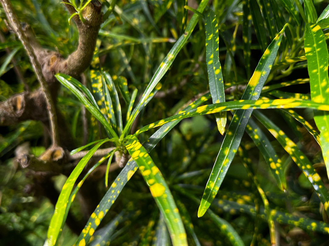 Krohn Conservatory-辛辛那提必去景点