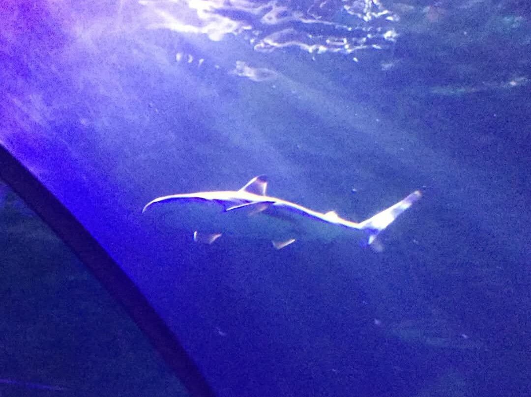 SEA LIFE Charlotte-Concord景点图片
