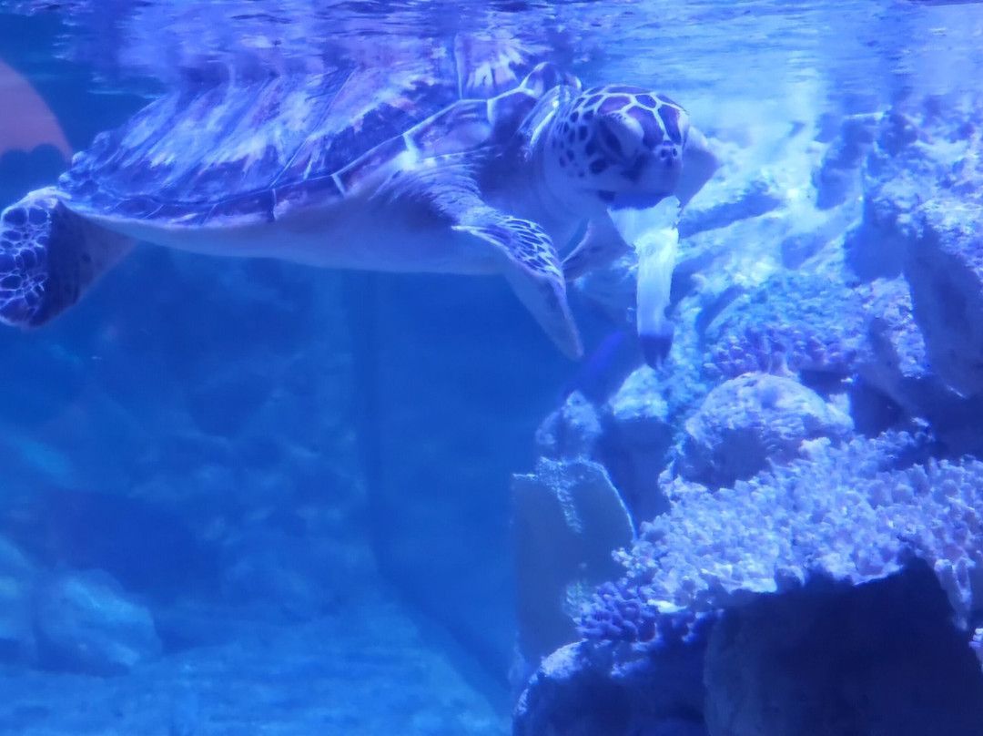 Hurghada Grand Aquarium-赫尔格达必去景点