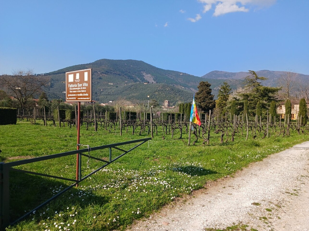 Fattoria San Vito景点图片