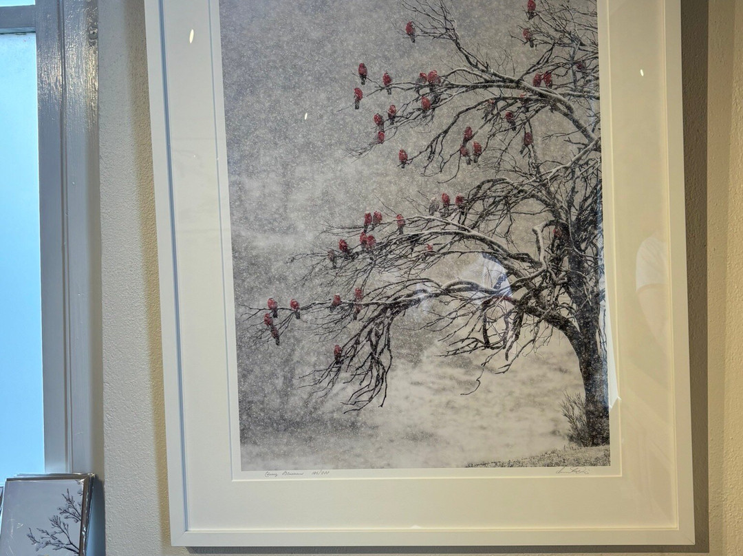 Charles Davis Photography Gallery-Cooma必去景点