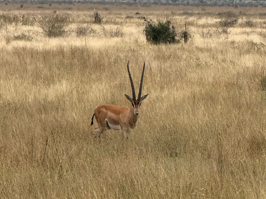 Giornale Kenya Safari - Day Tours-瓦塔木必去景点