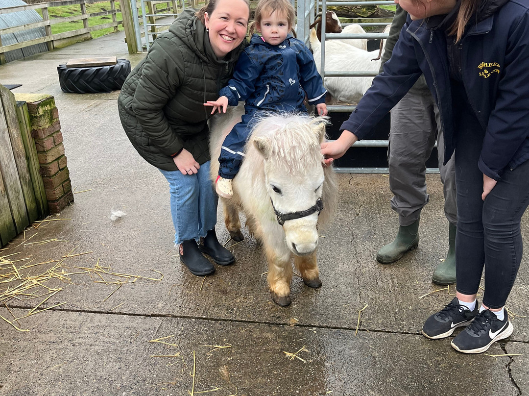 Big Sheep & Little Cow-Bedale必去景点