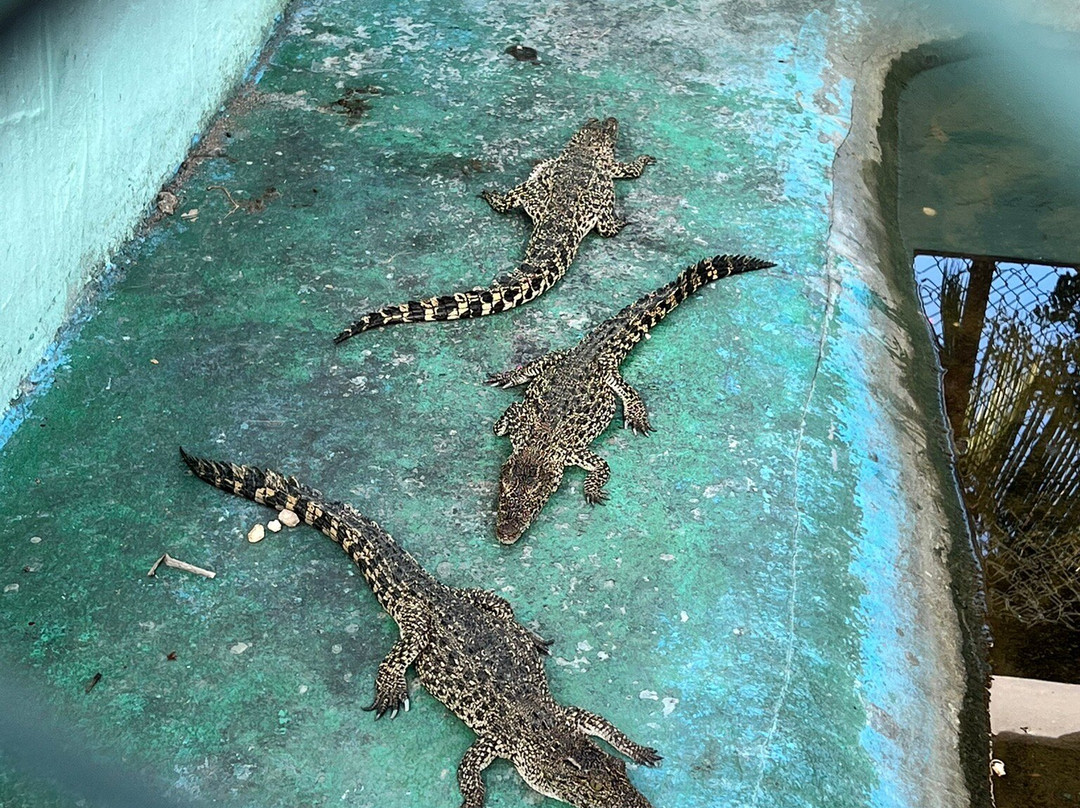 Criadero De Cocodrilos-Playa Larga必去景点