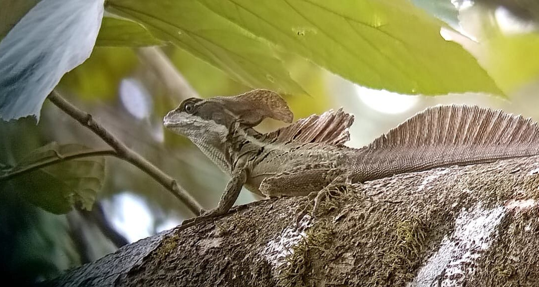 Osa Nature Tours景点图片
