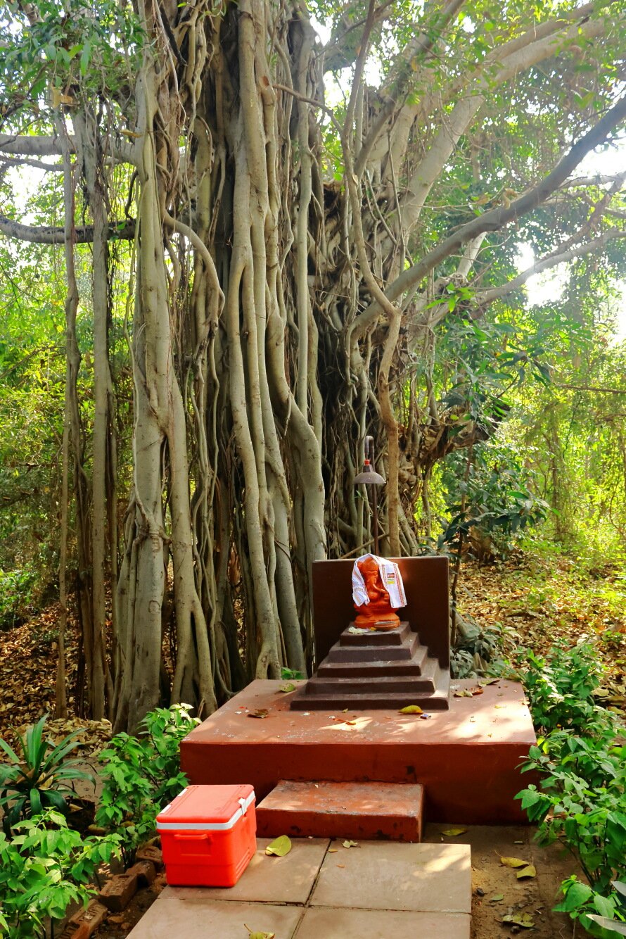 Mahua Vann Pench Resort-官方