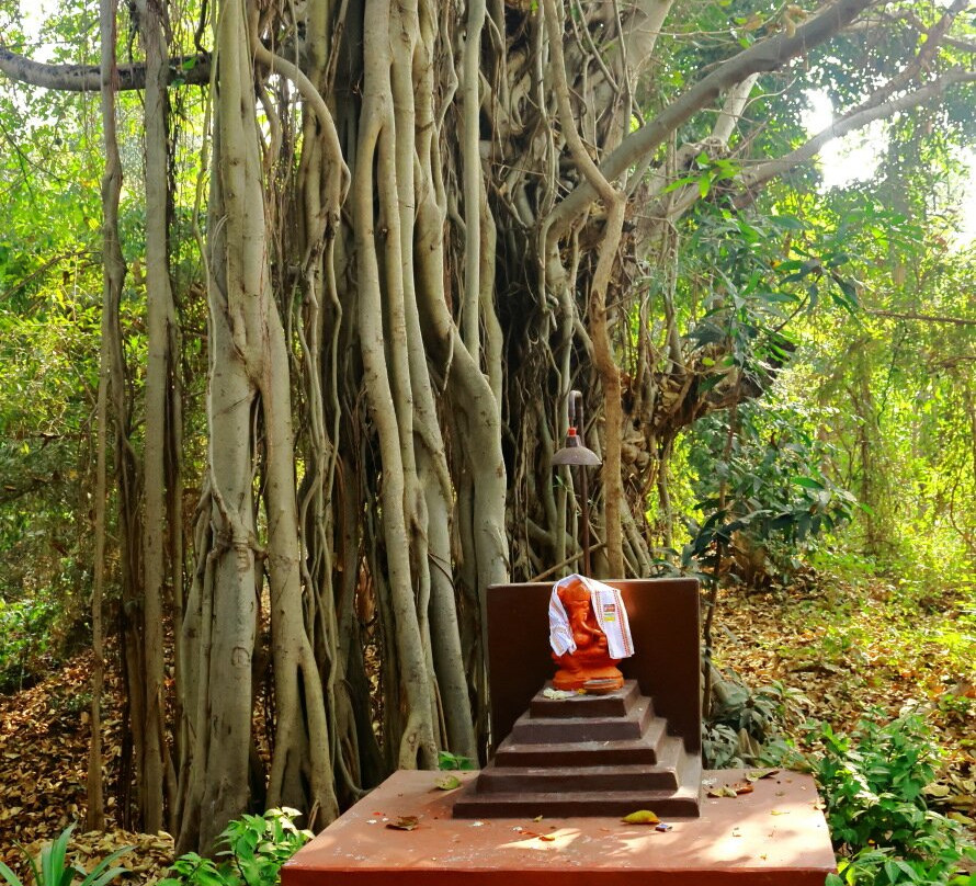 Mahua Vann Pench主图